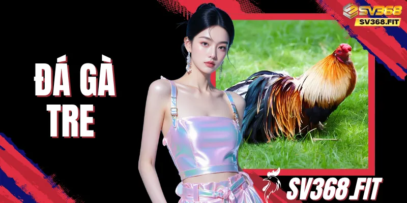 Đá Gà Tre - Xem Mãn Nhãn Với Chất Lượng Hình Ảnh Full HD 