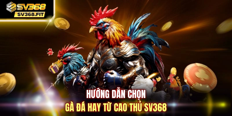Hướng dẫn chọn gà đá hay từ cao thủ SV368