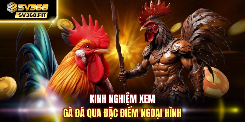 Kinh nghiệm xem gà đá qua đặc điểm ngoại hình