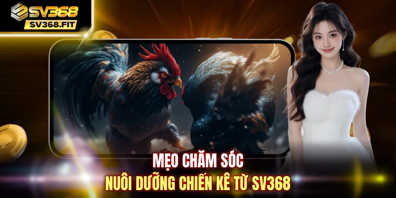 Mẹo chăm sóc nuôi dưỡng chiến kê từ SV368