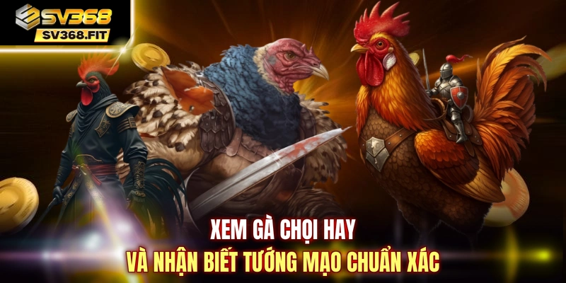 Xem gà chọi hay và nhận biết tướng mạo chuẩn xác